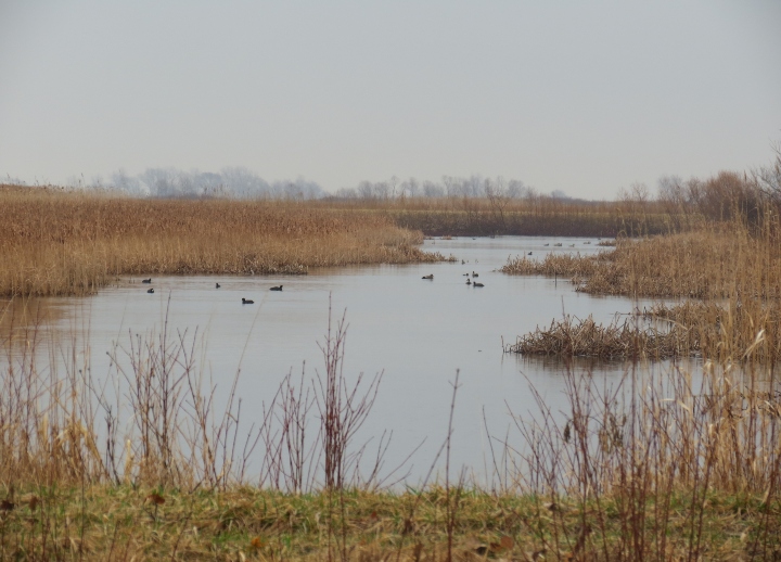 Maumee Bay